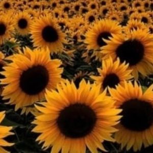 Meet your Posher, Chelsea